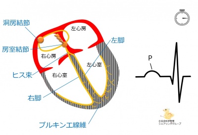 循環器系/心臓/心室の壁、筋/心電図/波形と細胞活動/刺激伝導系