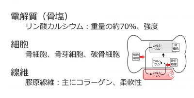 /wiki/images/thumb/6/6d/BoneTissueComponents-Basic-Jpn.jpg/400px-BoneTissueComponents-Basic-Jpn.jpg