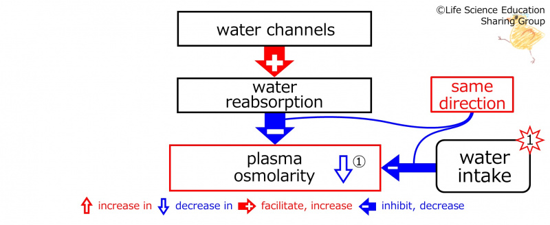 ファイル:WaterIntakeBeforeBasicFeedbackToWaterChannels-ENG.jpg