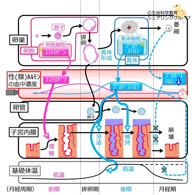 MenstrualCycleSummaryOvaryCells basic Jpn.jpg