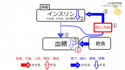 グルカゴン・インスリン08.jpg