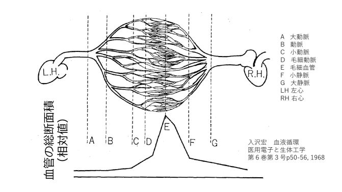 VesselsBranching-basic-Jpn.jpg
