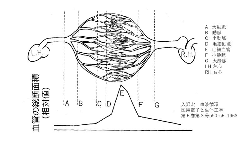 ファイル:VesselsBranching-basic-Jpn.jpg