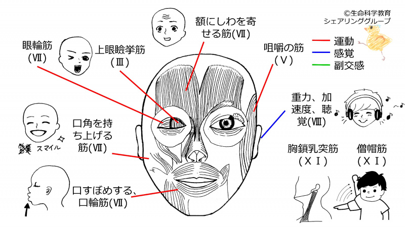 ファイル:Cranial-summary-frontflipped.jpg