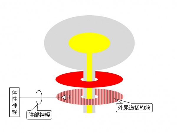 Bladder-innervation-introsomatic.jpg