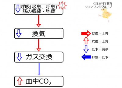 Respiratory effectoff co2.jpg