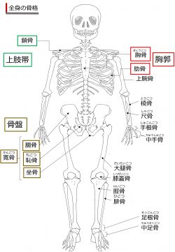 /wiki/images/thumb/7/7d/SkeletonFront-Jpn.jpg/250px-SkeletonFront-Jpn.jpg