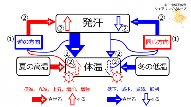 SweatingBasicSummary-Jpn.jpg