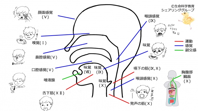 Cranial-summary-side.jpg