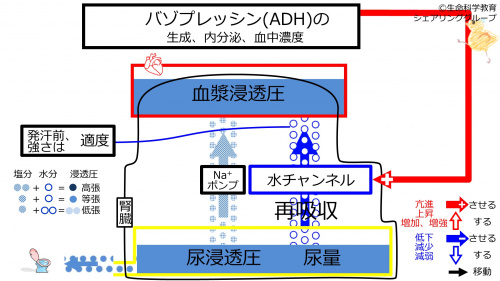 ADHbeforeSweating-Jpn-2020.jpg