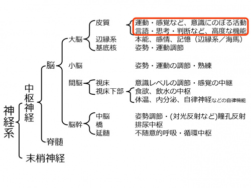 BrainLocalization-9.jpg