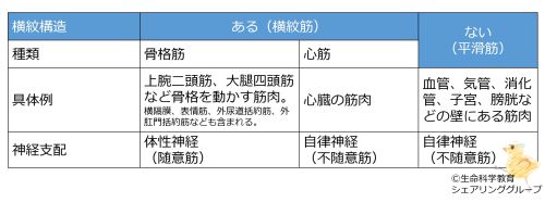 /wiki/images/thumb/8/83/Muscles-intro-table-wb.jpg/500px-Muscles-intro-table-wb.jpg