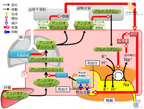 /wiki/images/thumb/8/87/AldosteroneControlSummary.jpg/500px-AldosteroneControlSummary.jpg