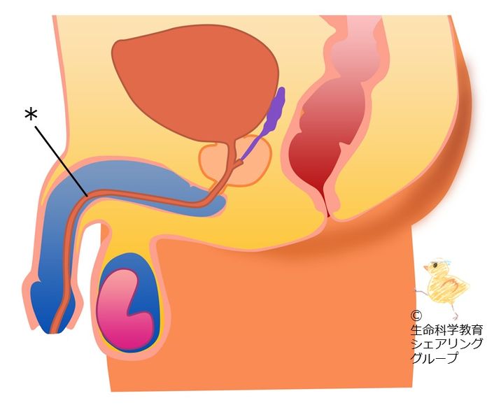 ファイル:クイズ 尿道.jpg