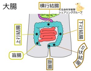 /wiki/images/thumb/8/8a/%E5%A4%A7%E8%85%B8%E3%81%AE%E8%A7%A3%E5%89%96.jpg/300px-%E5%A4%A7%E8%85%B8%E3%81%AE%E8%A7%A3%E5%89%96.jpg