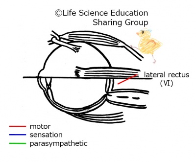 Cranial06E.jpg