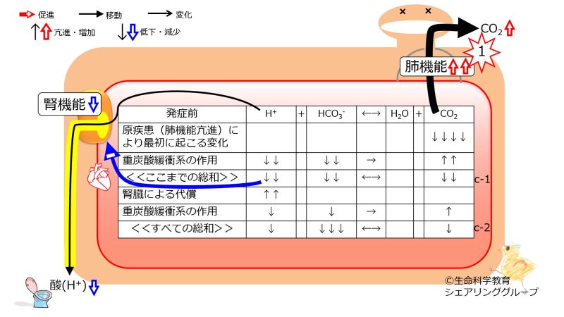 ファイル:Respiratory-alkalosis-compensation.jpg