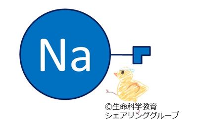 連結器_ナトリウム.jpg