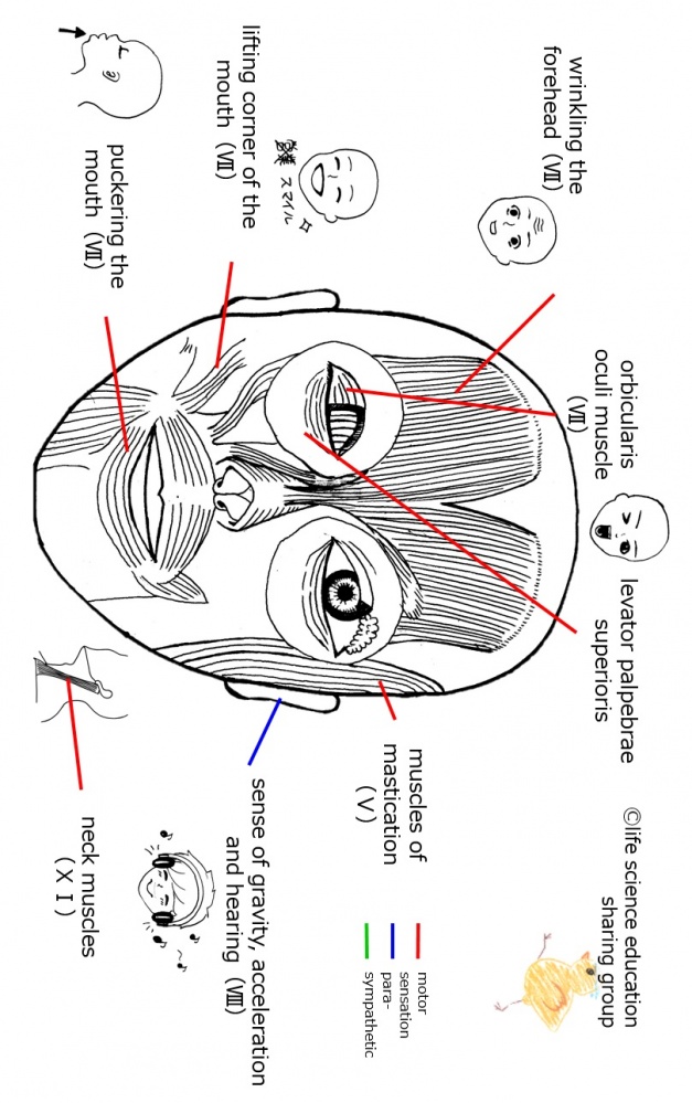 Cranial-summary-frontflippedE.jpg