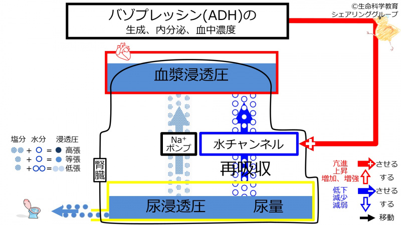 ファイル:IncADHeffect1-wb.jpg