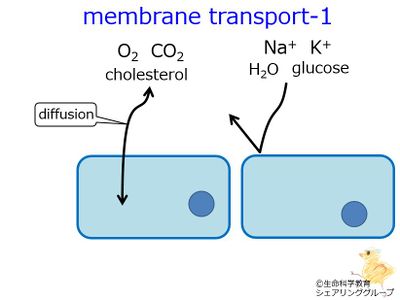 membrane_transport_1.3.jpg