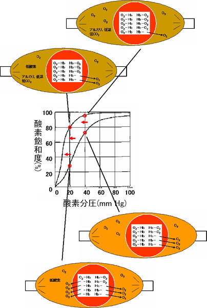 ファイル:00370.jpg