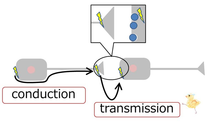 ファイル:Conduction transmission.jpg