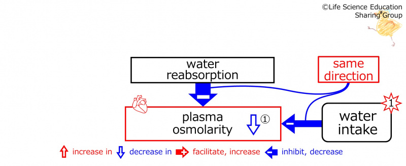 ファイル:WaterIntakeBeforeBasicFeedbackToWaterReabsorption-ENG.jpg