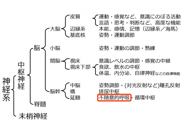 BrainLocalization-1.jpg