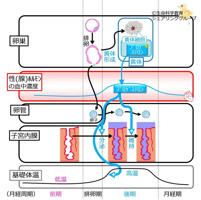 MenstrualCycleLuteinOvaryCells basic Jpn.jpg