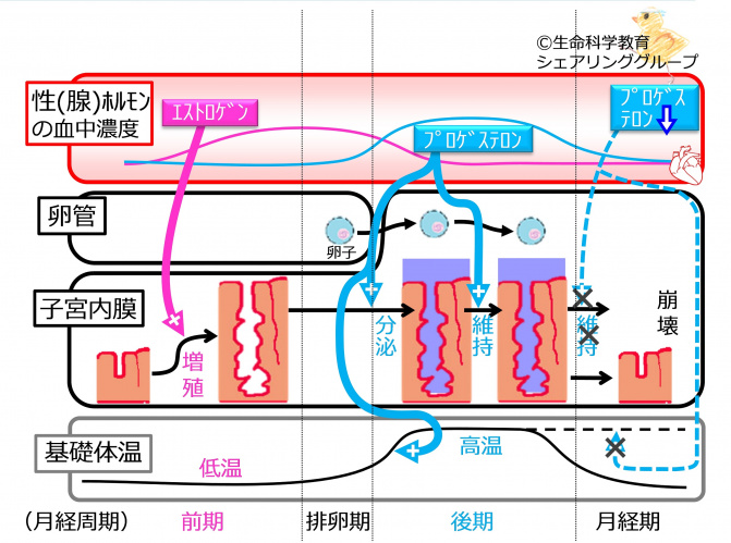 MenstrationBasicSummarynoFB-Jpn.jpg