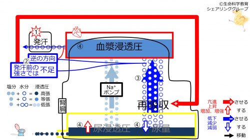 6-sweatReabsorption-control2-2020.jpg