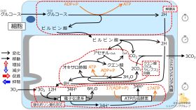 /wiki/images/thumb/9/9b/GlucoseBasicMetabolism-Jpn.jpg/280px-GlucoseBasicMetabolism-Jpn.jpg