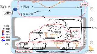 /wiki/images/thumb/9/9b/GlucoseBasicMetabolism-Jpn.jpg/320px-GlucoseBasicMetabolism-Jpn.jpg