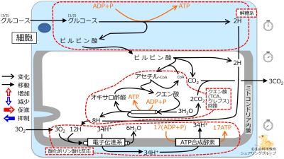 /wiki/images/thumb/9/9b/GlucoseBasicMetabolism-Jpn.jpg/400px-GlucoseBasicMetabolism-Jpn.jpg