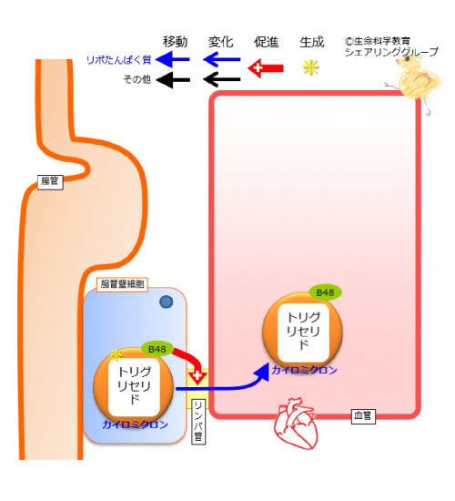 アポリポたんぱく質B48.jpg