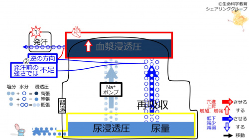 6-sweatReabsorption-control1-2020.jpg