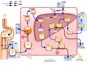 /wiki/images/thumb/9/9c/LipoProteinSummaryNoApoFlipped.jpg/300px-LipoProteinSummaryNoApoFlipped.jpg