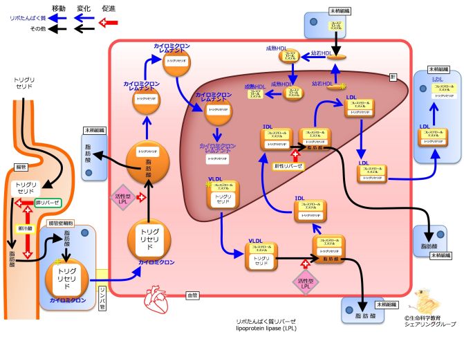 /wiki/images/thumb/9/9c/LipoProteinSummaryNoApoFlipped.jpg/671px-LipoProteinSummaryNoApoFlipped.jpg