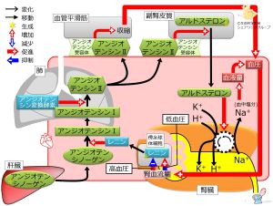 /wiki/images/thumb/9/9c/Renin-regulation.jpg/300px-Renin-regulation.jpg