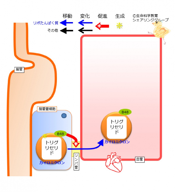 その他のアポリポタンパク質 セール