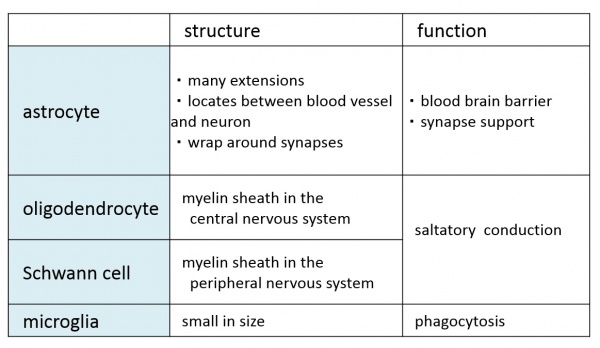 Glia-classification.jpg