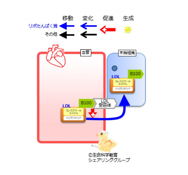 ファイル:アポリポたんぱく質B100.jpg