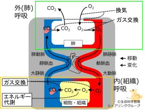 /wiki/images/thumb/a/a3/O2CO2ChangesWithRespiration-basic-Jpn.jpg/300px-O2CO2ChangesWithRespiration-basic-Jpn.jpg