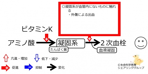 VitK-good-coagulation.jpg