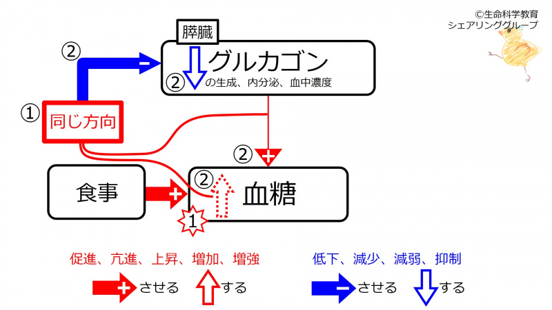 ファイル:Glucagon-meal-FB.jpg
