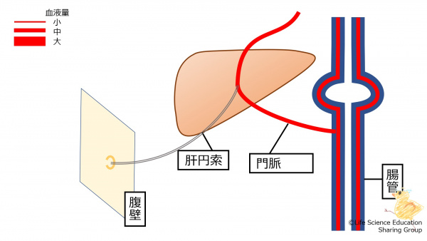 PortalHypertensionHealthy.jpg