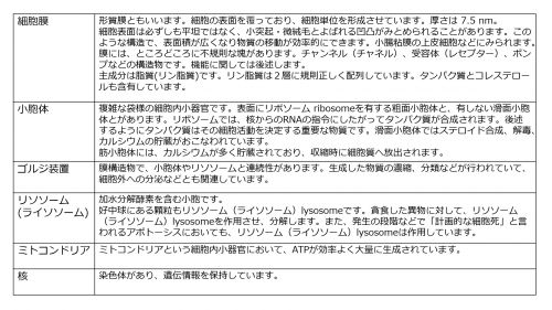 /wiki/images/thumb/a/a6/CellOrganelleBasicSummaryTable-Jpn.jpg/500px-CellOrganelleBasicSummaryTable-Jpn.jpg