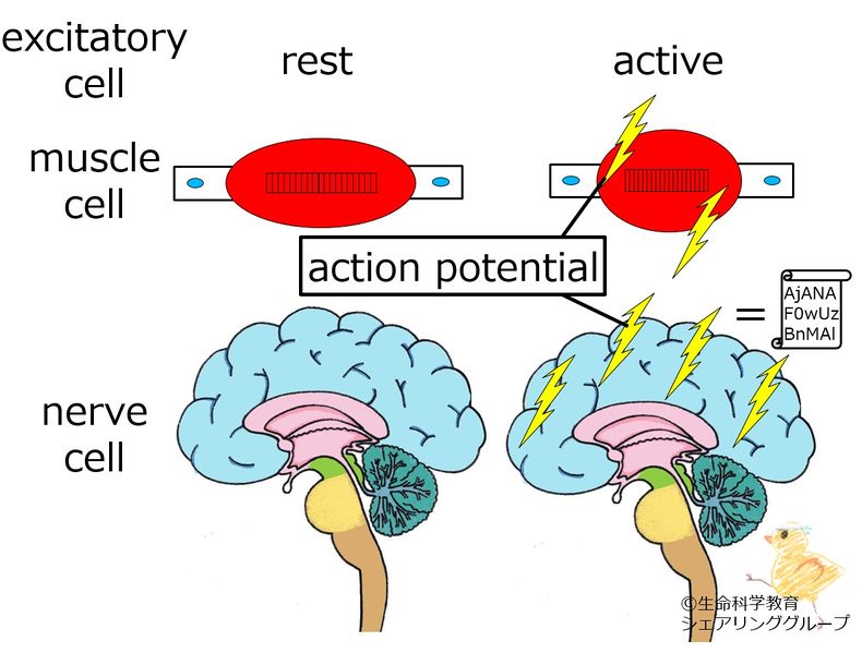 ファイル:Excitatory cell.jpg