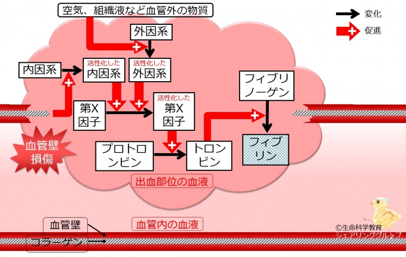 ファイル:2次血栓まとめ.jpg